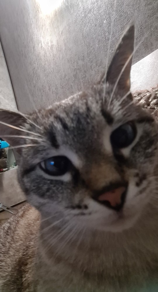 К котовторнику