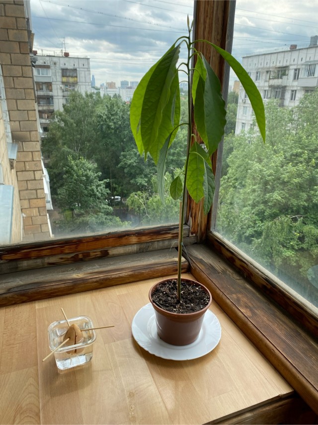 Желудь