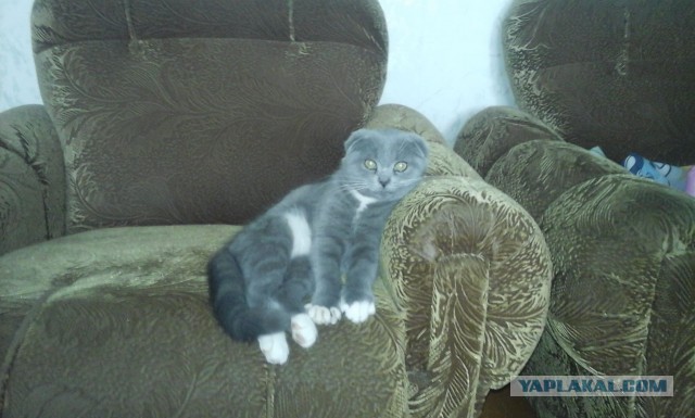 Начну котовторник чуть раньше!