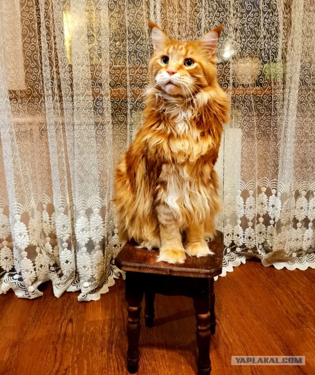 К котовторнику