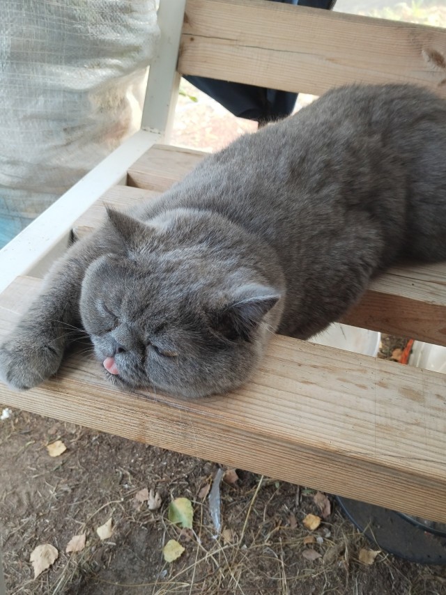 На котовторник