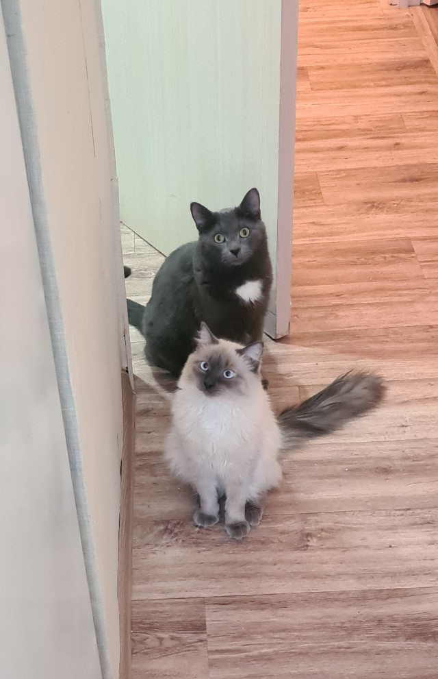 Даёшь котов в этот вторник!