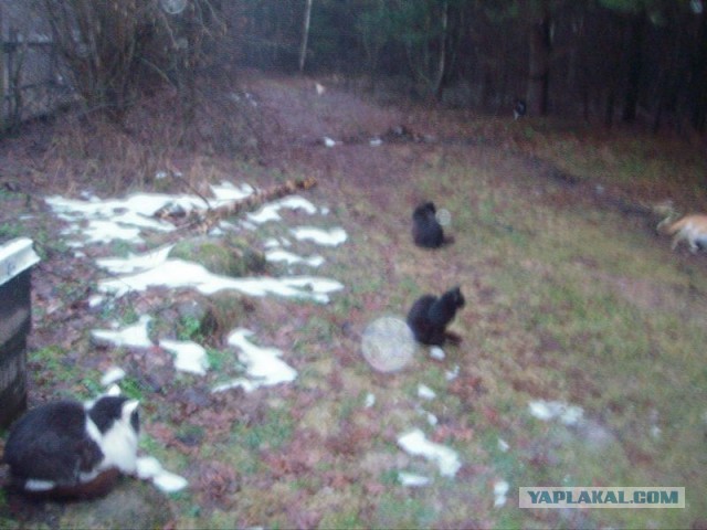 Жизнь домашнего приюта для котеек 434