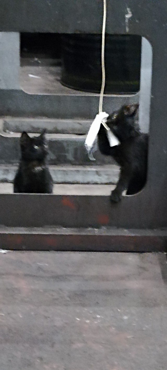 Коты на производстве