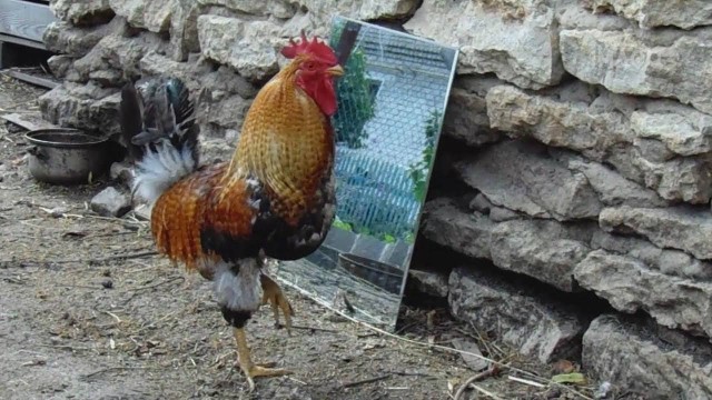 Школа джедаев. Начало