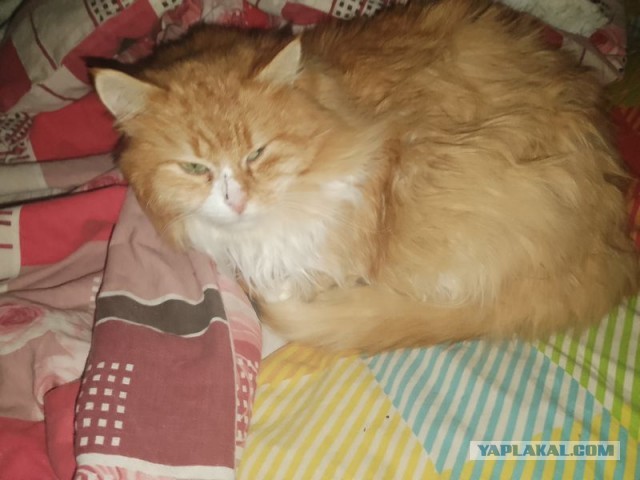 Жизнь домашнего приюта для котеек 479