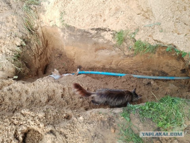 Жизнь домашнего приюта для котеек 499