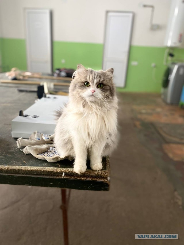Коты, которые работают на заводах