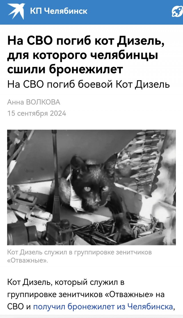 Кортеж ВВ и черная кошка