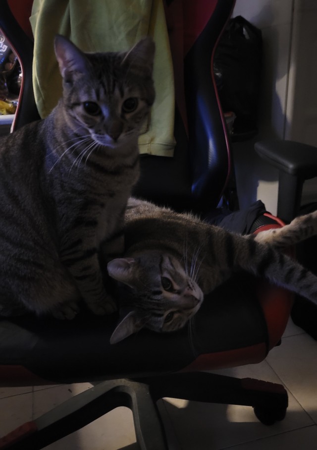 Котовторник 31.12.2024. Последний котовторник года