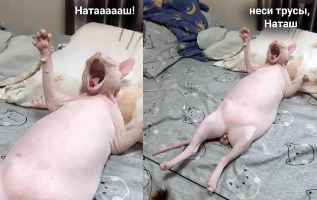 Нашла себе мужика!