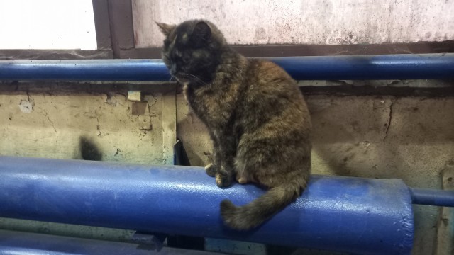 Загадка к котовторнику - найди кота.