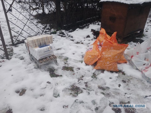 Жизнь домашнего приюта для котеек 564
