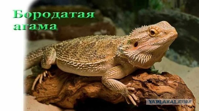 Мескаль.
