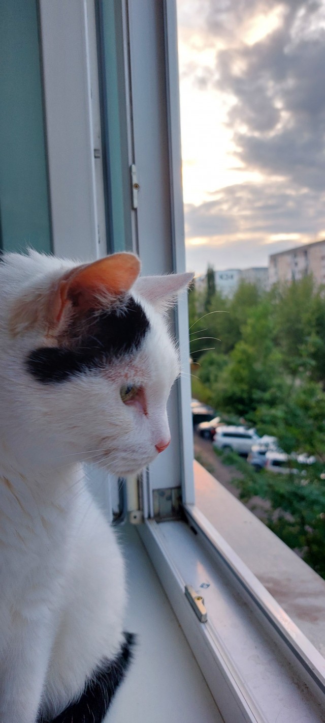 Вот и мой кот