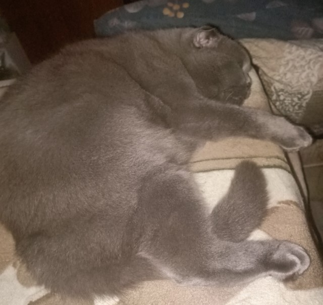 Котов вторник