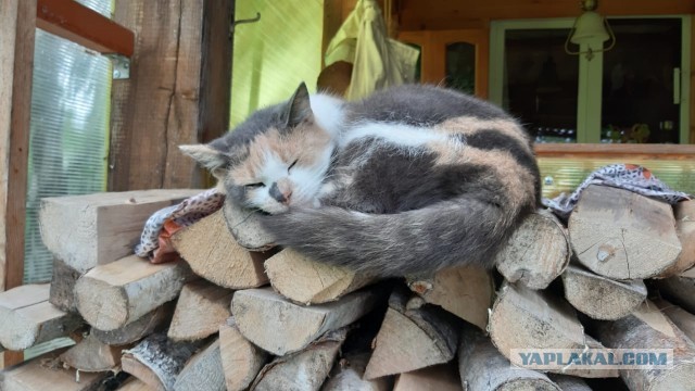 Трëхцветная кошка, которая живëт в магазине
