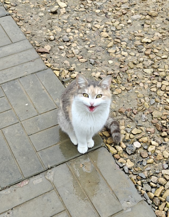 Котовторник. Маруселла.