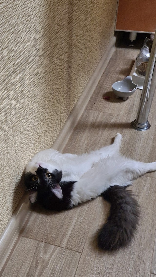 Дурацких фото котов тред — 3