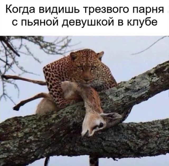 Картинки для деградации 266 (разной степени свежести)