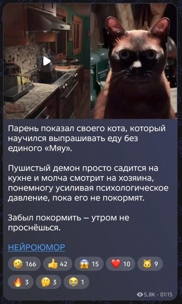 Девушка посадила кота на диету и заметила, что после этого он совсем перестал просить еду