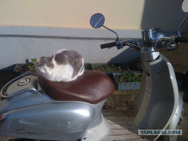 Котовторник 12.11.2013