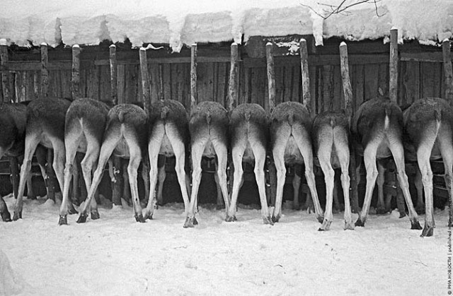 Пост действительно редких фотографий