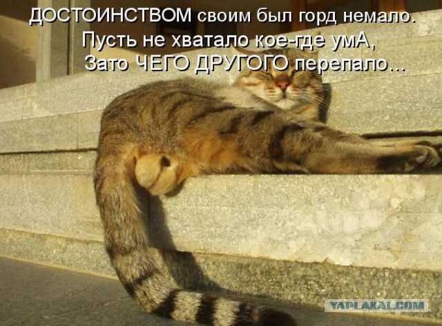 Охотничий кот!