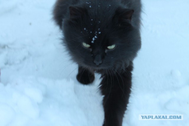 Котовторник 4.02.2014