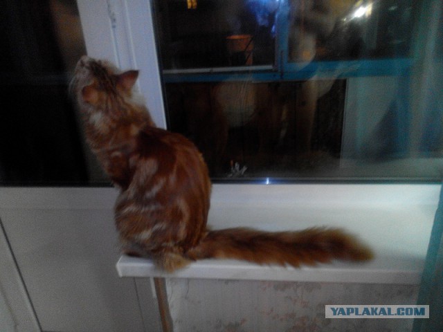 Котовторник 29.04.14.