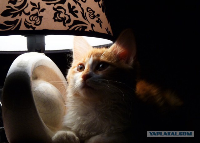 Котовторник 25.11.2014