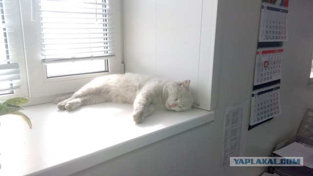 Котовторник 07 04 2015