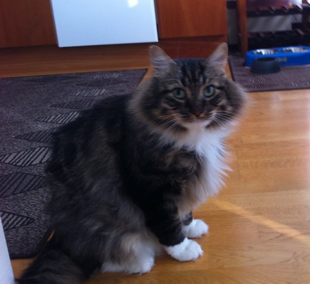 Котовторник