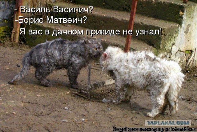 Прикольные коты