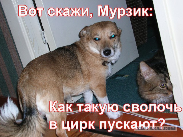 Жизнь боль
