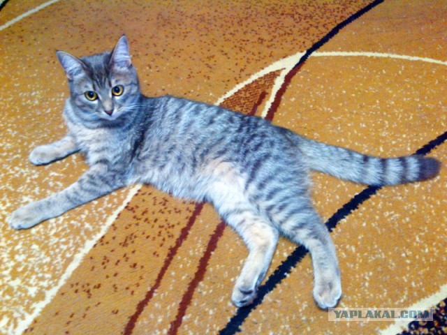 Котовторник