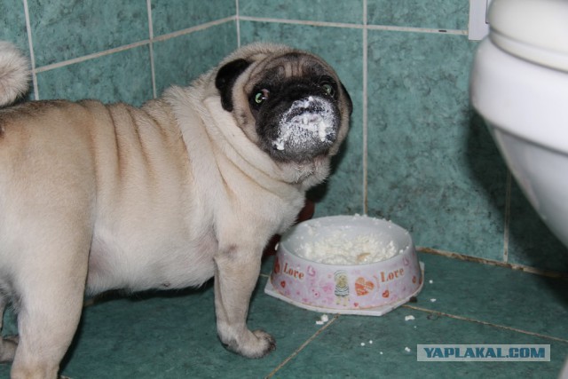 Подборка животных, которых застали за трапезой