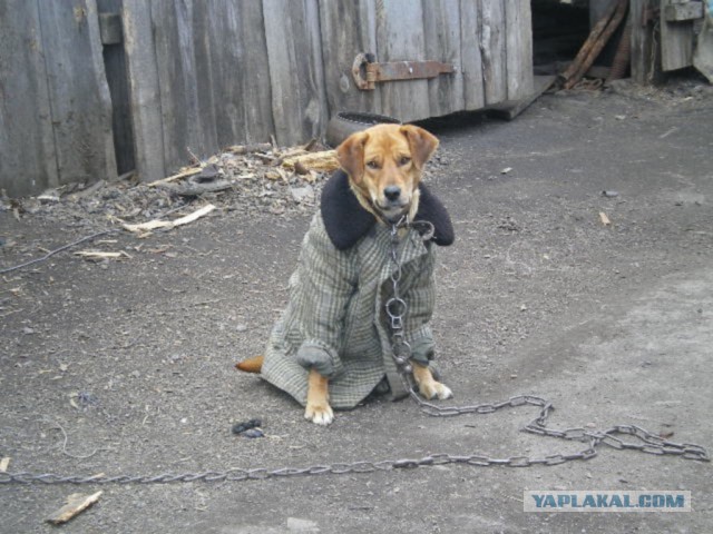 Ну холод же собачий! А в тулупчике тепло