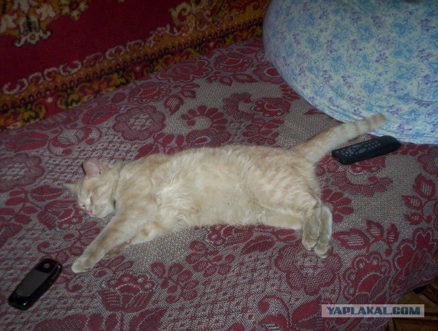 Котовторник