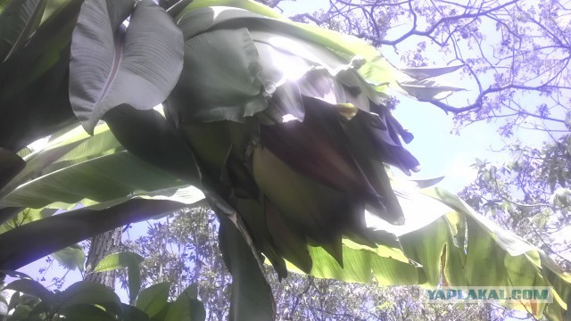 Как растет еда в естественной среде