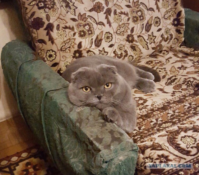 Бродячий котенок остановил молодого человека и попросил забрать его домой