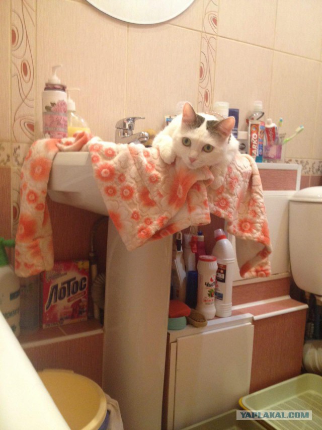Котовторник 29.03.2016