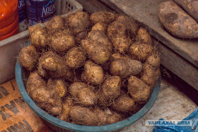 А вы видели, как выглядит побритый киви? Нет?