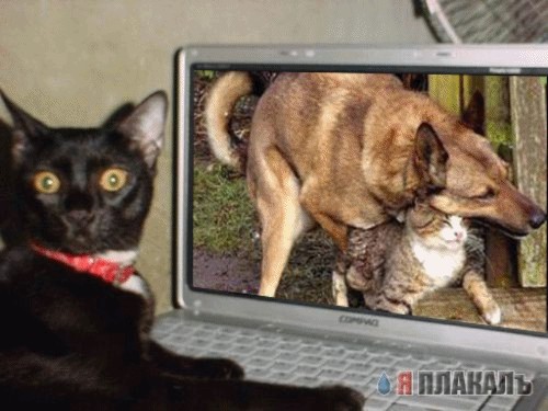 Ваша кошка смотрит порно