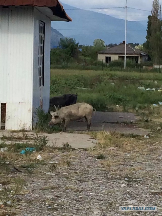 Свой взгляд на Абхазию или отдых строгого режима