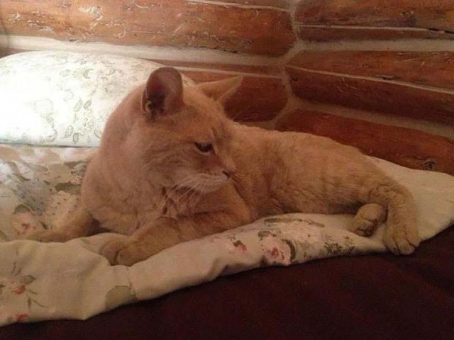 Служебные коты