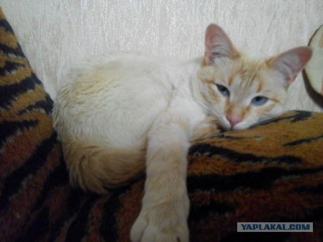 Котовторник 10.01.2017