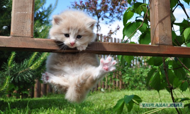 "Это все потому, что кто-то слишком много ест!"