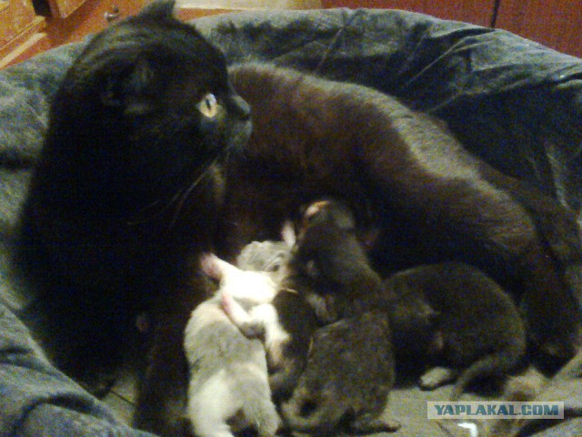 Котовторник  14.02.2017