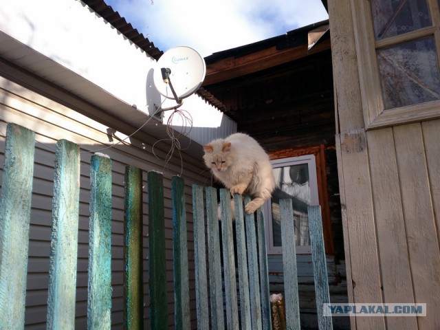 Добрее к кошкам!